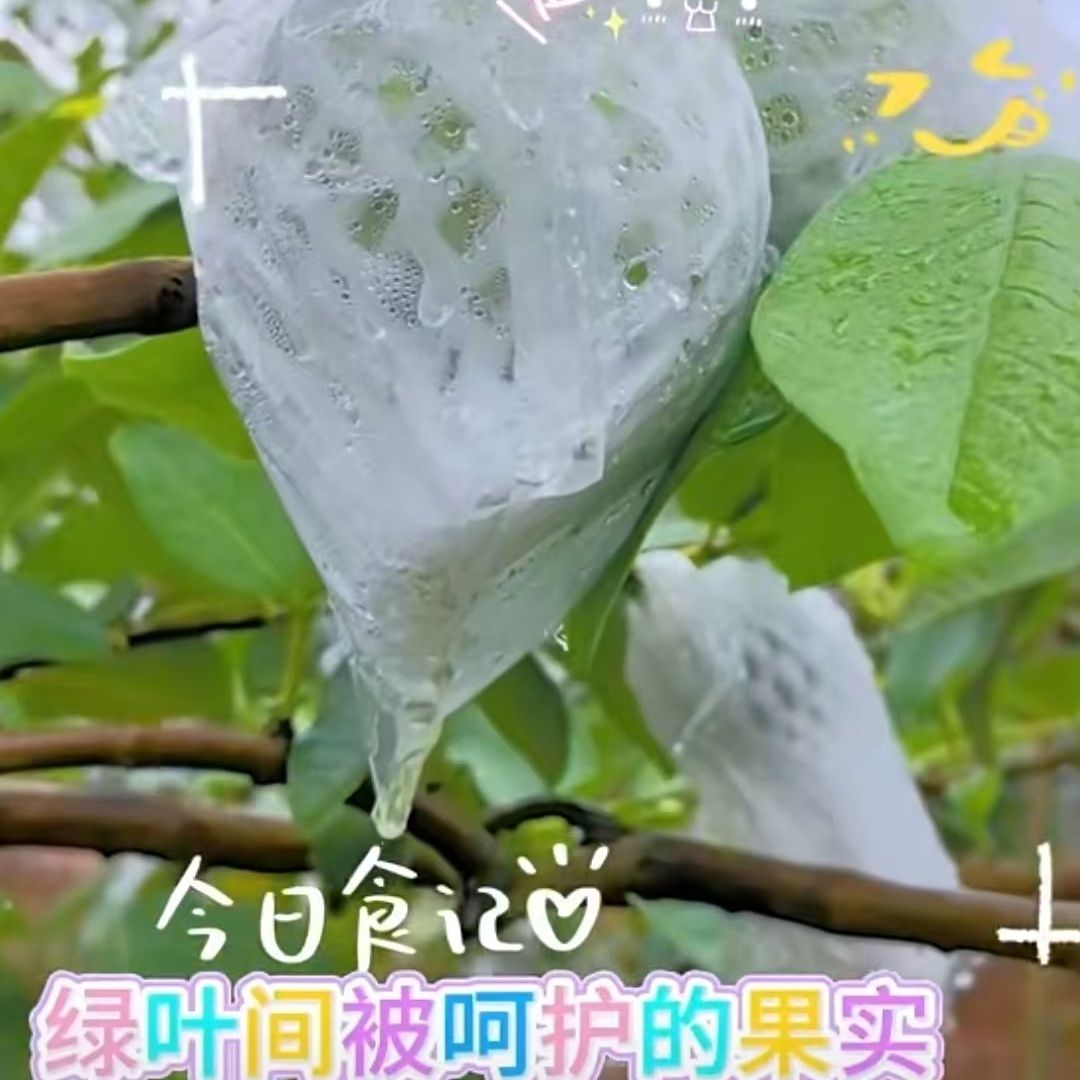 石榴芭乐防虫防蜂袋