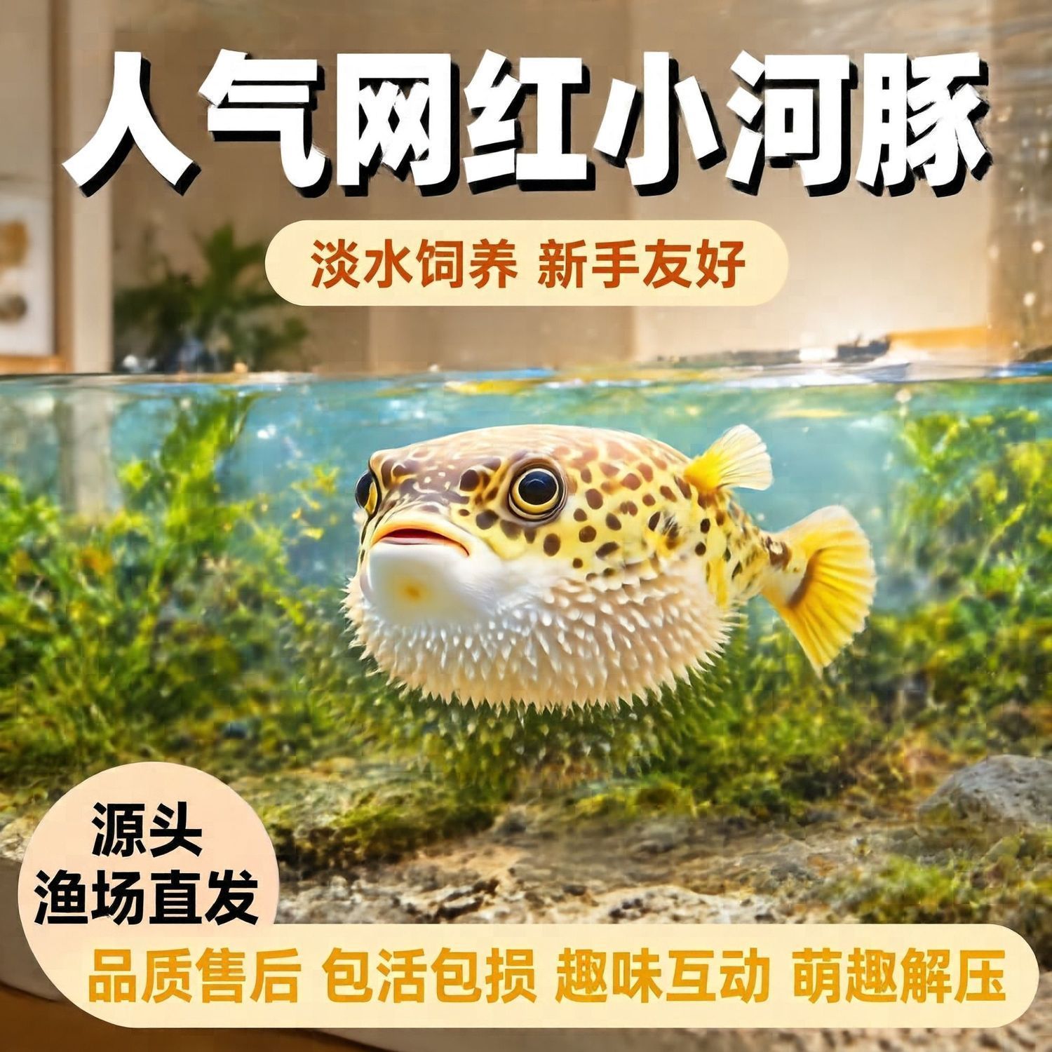 网红潜水艇小河豚鱼观赏鱼呆萌可爱生气鼓肚子呆萌可爱无毒好养活