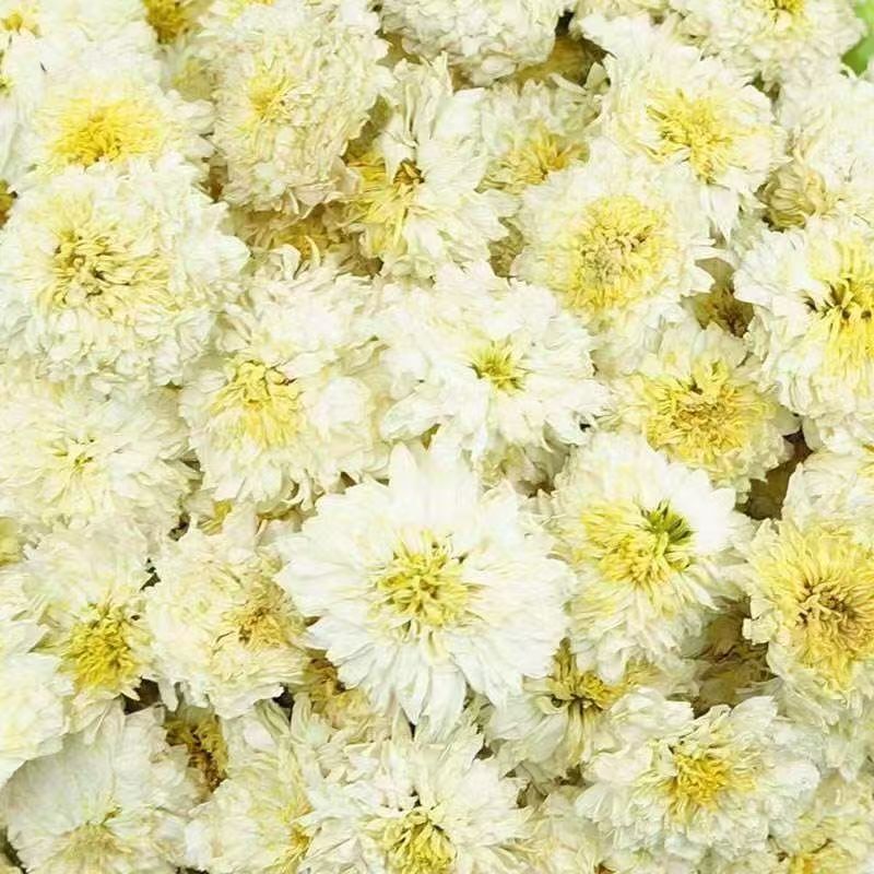 杭白菊特级白菊当季新菊特选优质无硫无熏杭白菊好喝养生云雾茶