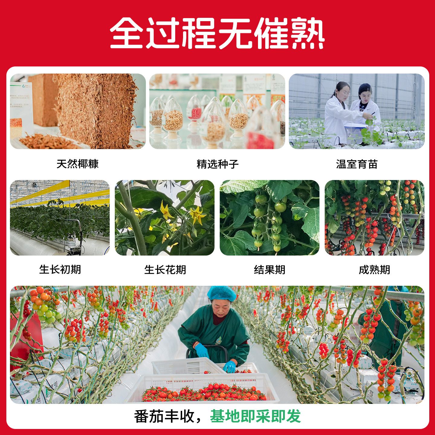 一柿缘整串樱桃小番茄新鲜自然熟孕妇生吃老味道水果小西红柿直发 图片 10