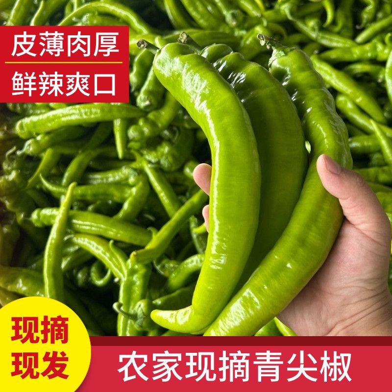 现摘牛角尖椒5斤 9.9元 - 线报酷