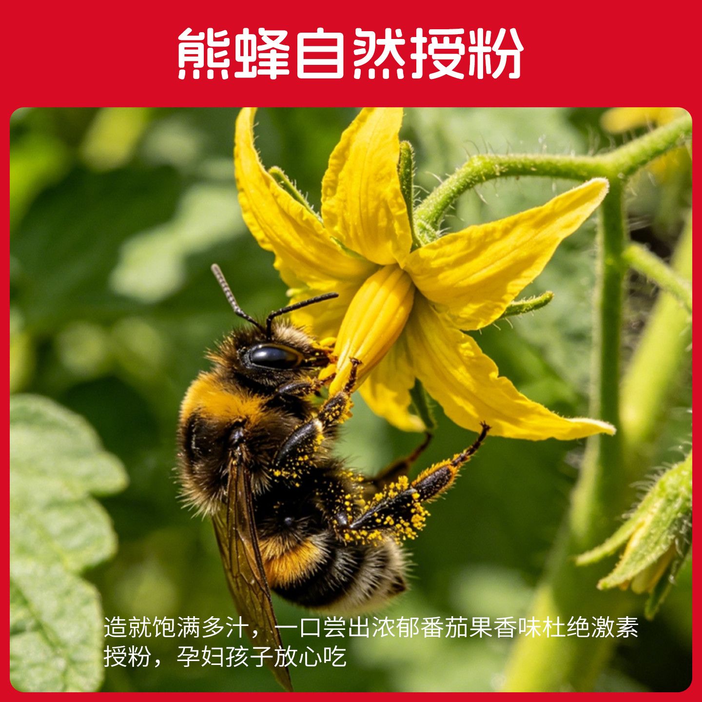 一柿缘整串樱桃小番茄新鲜自然熟孕妇生吃老味道水果小西红柿直发 图片 8
