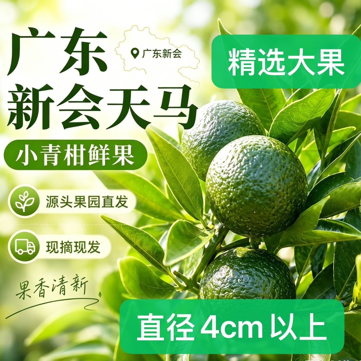 新会天马小青柑精选中大果 柑普茶 三花青专用原料,果园鲜果直发
