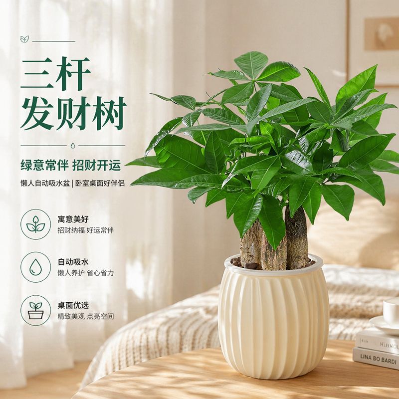 三杆发财树盆栽植物办公室内客厅桌面招财树盆景好养绿植净化空气
