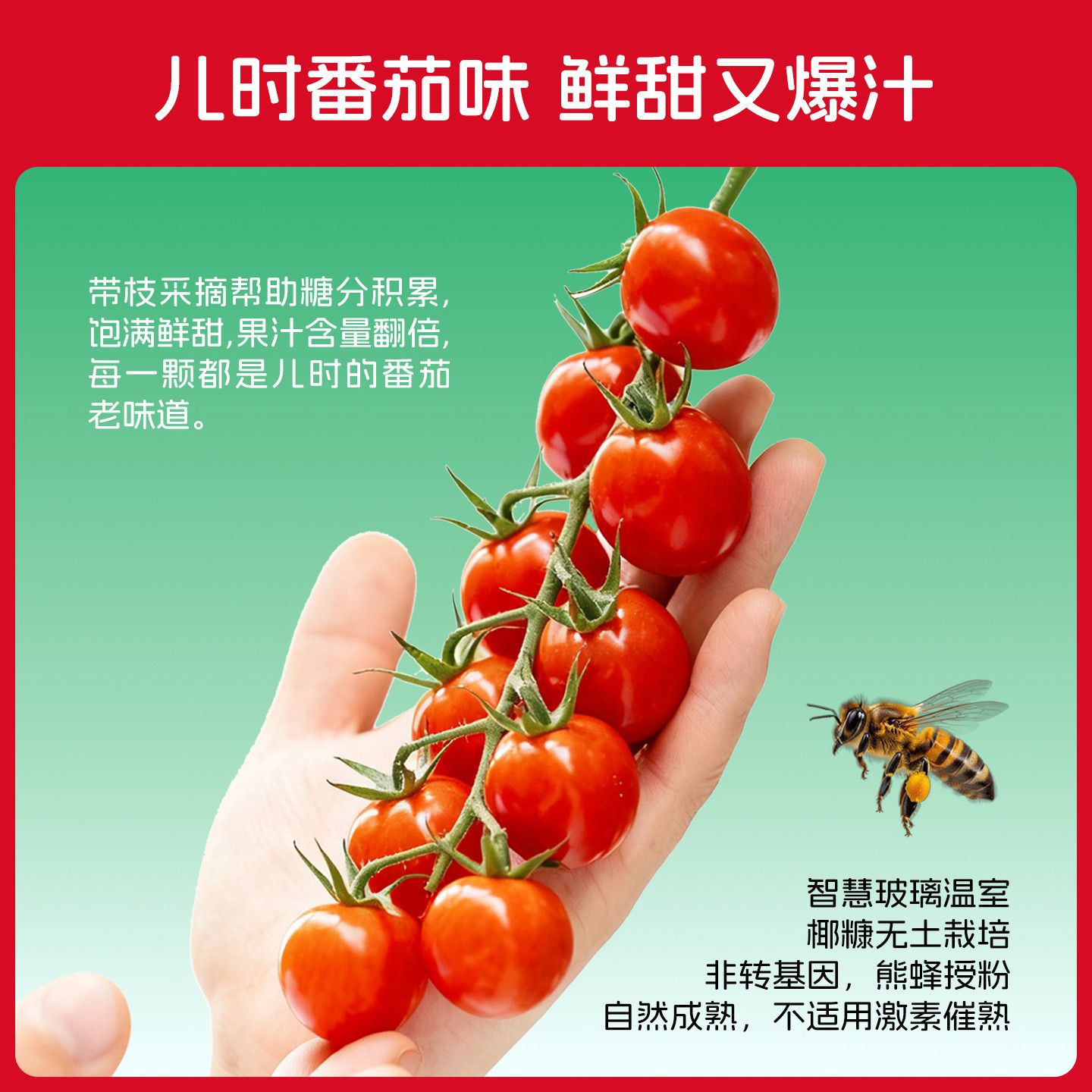 一柿缘整串樱桃小番茄新鲜自然熟孕妇生吃老味道水果小西红柿直发 图片 2