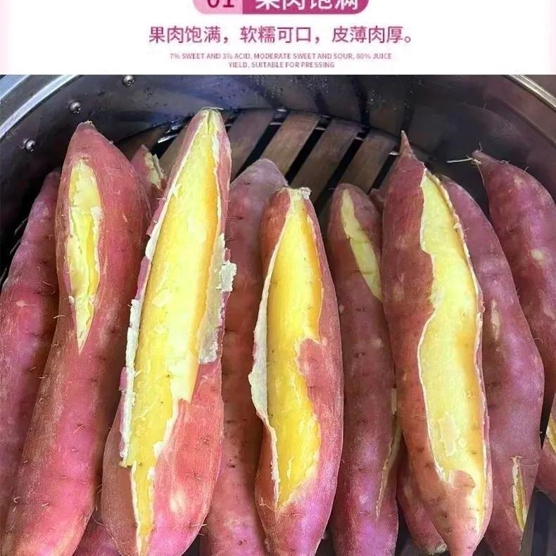 【彩箱】现挖板栗薯当季新鲜番薯陕西秦薯5号红薯应季香薯5斤 图片 7