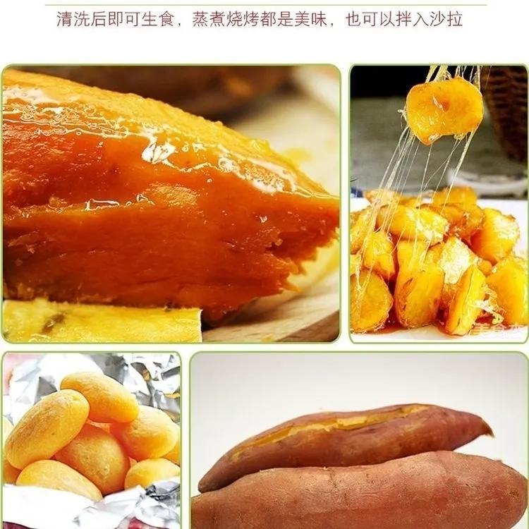 【彩箱】现挖板栗薯当季新鲜番薯陕西秦薯5号红薯应季香薯5斤 图片 6