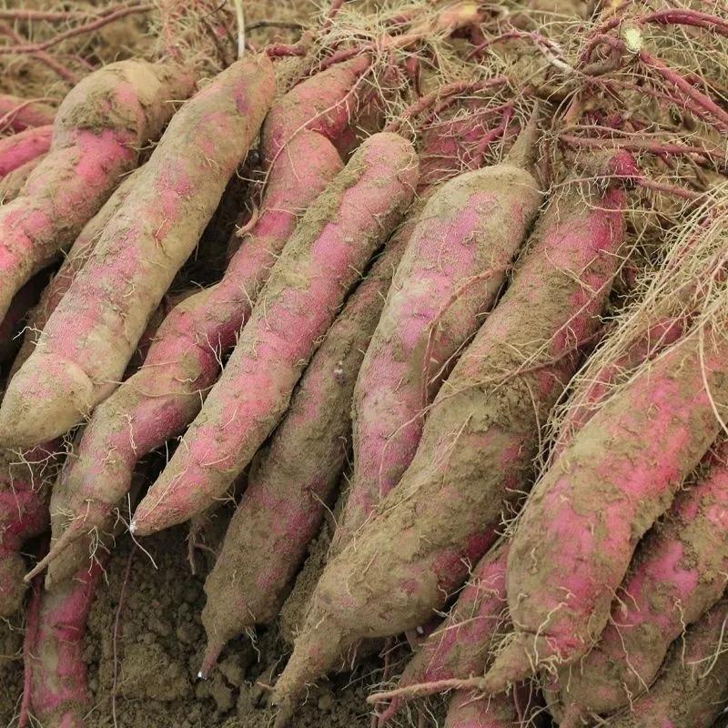 【彩箱】现挖板栗薯当季新鲜番薯陕西秦薯5号红薯应季香薯5斤 图片 5