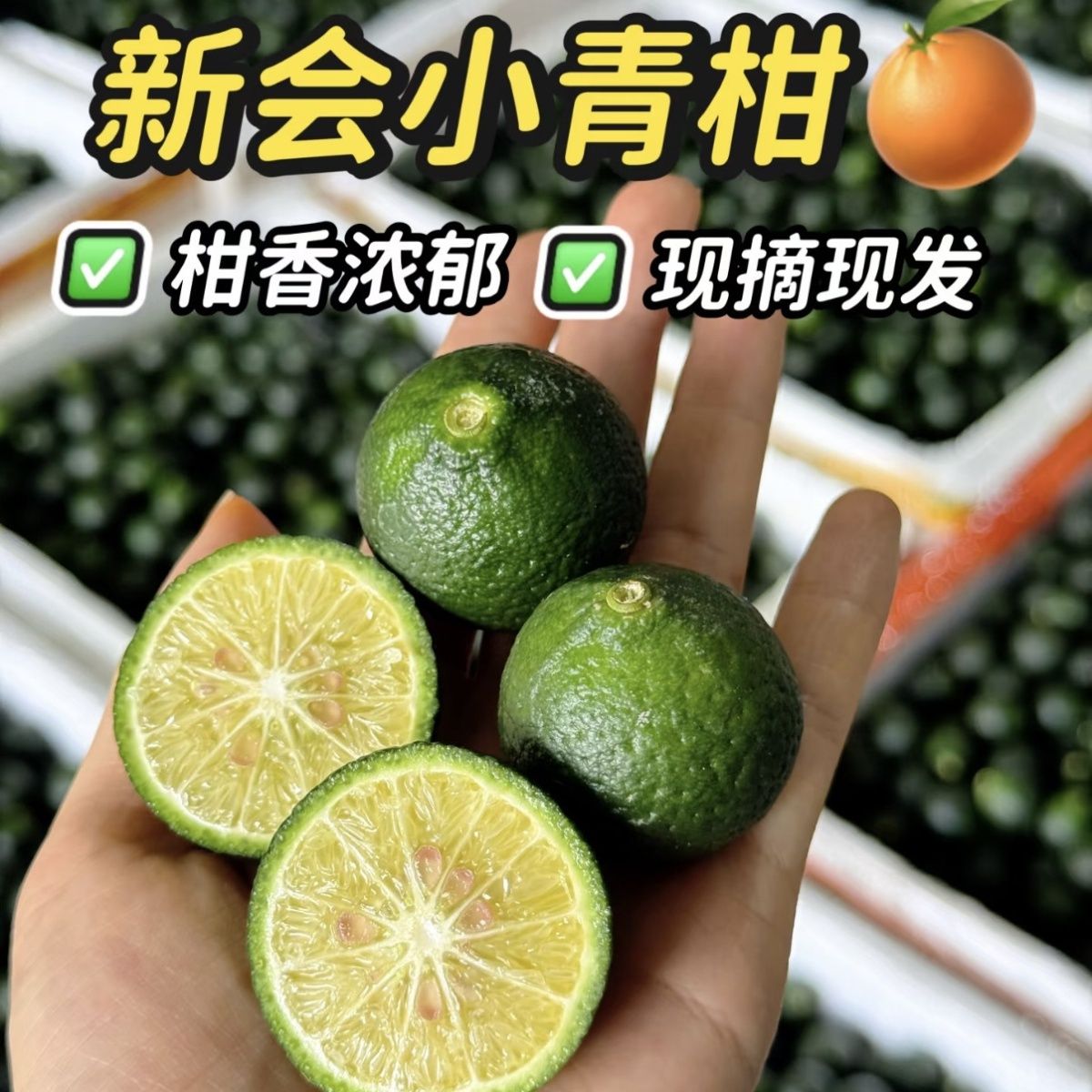 自家果园 自产自销正宗新会小青柑鲜果 奶茶饮品柑普茶商用原料