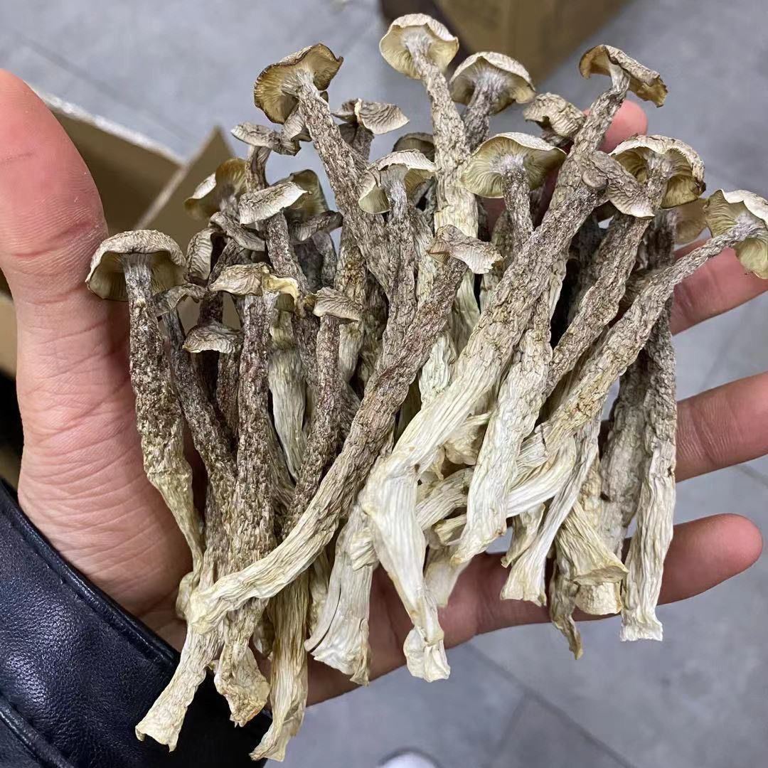极鲜姑净重鹿茸菇250g干货整根鹿茸菌菇火锅食材鹿耳菇批发虫草炖 图片 3