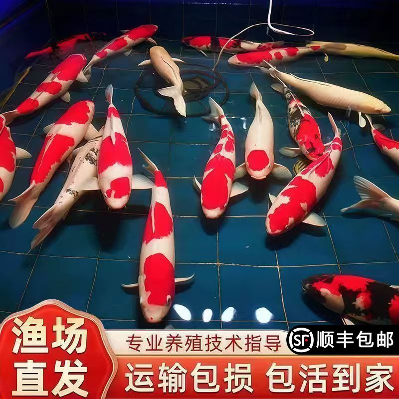 五福临门观赏鱼红白锦鲤鱼活鱼淡水鱼冷水活鱼好养耐活鱼顺丰包邮
