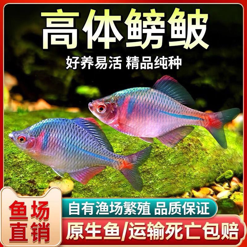 高体七彩冷水好养耐活原生群游效果美人鱼中华鳑鲏彩石旁皮鱼鳑鲏