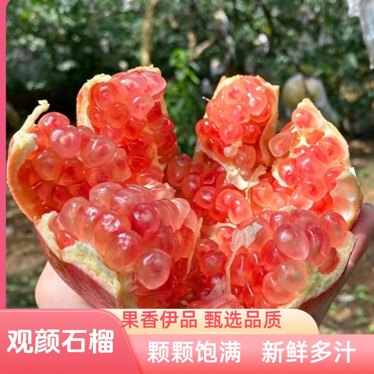 [果园鲜发】现摘甜石榴孕妇水果正 宗云南硬籽石榴非突尼斯
