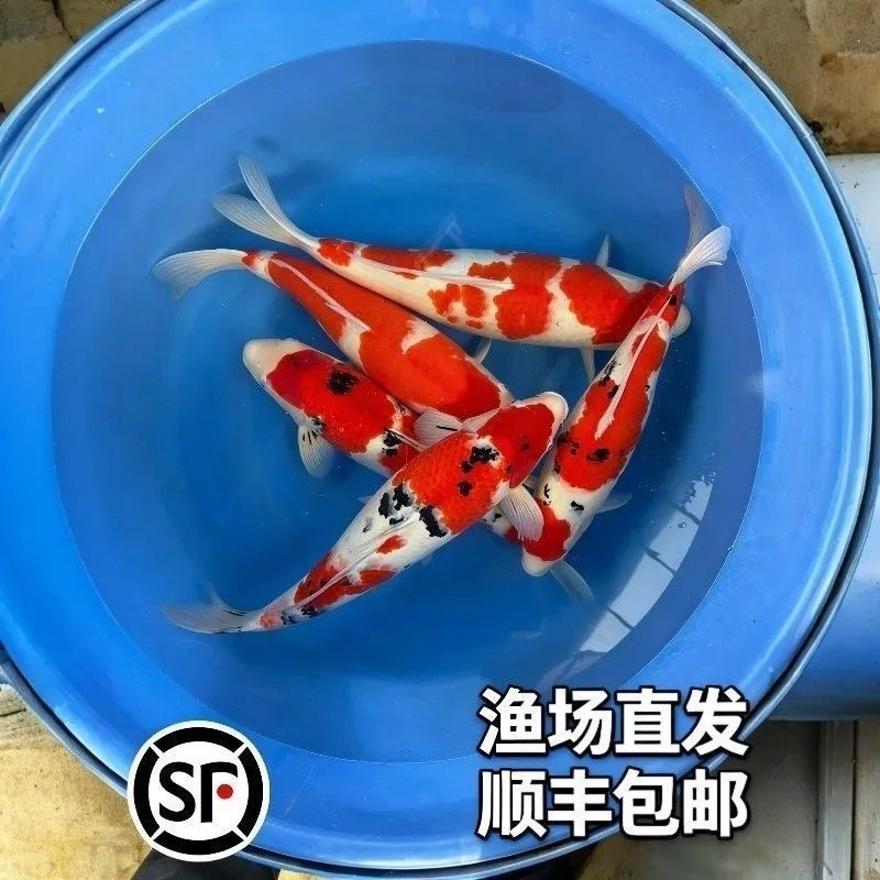 顺丰包邮观赏鱼锦鲤金鱼红白锦鲤好养鲜活耐活鱼冷水淡水鱼
