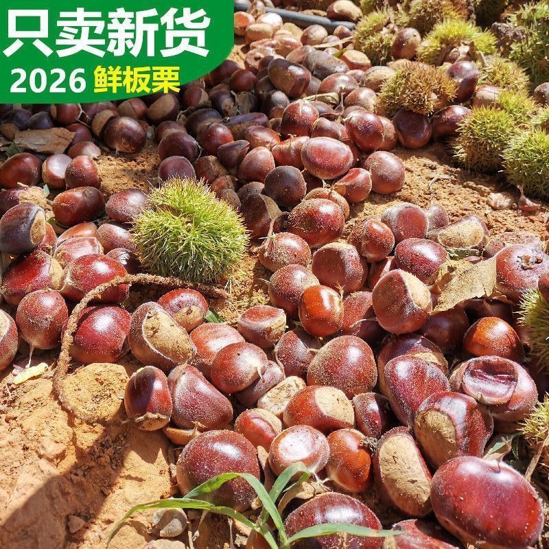 云南板栗新果5斤大果 17.9元 - 线报酷