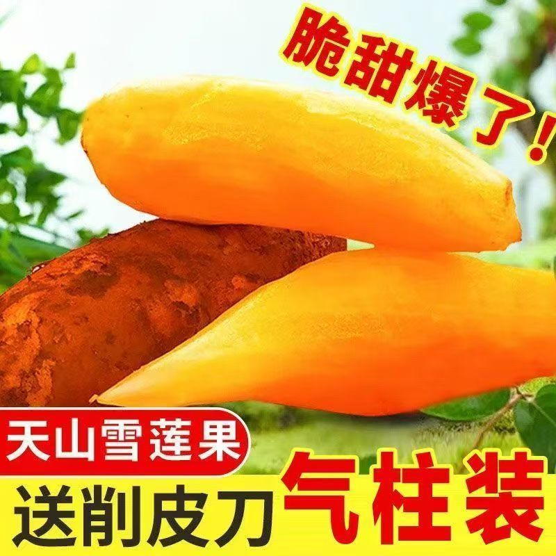 【脆甜】正宗云南天山雪莲果当季新鲜水果现挖红心雪莲果整箱批发
