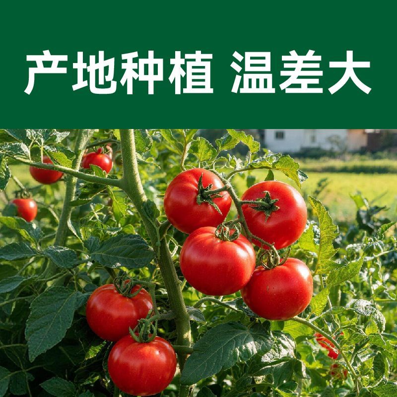 【绿行者】粉番茄4.5斤新鲜西红柿沙瓤生吃自然熟现摘鲜发彩箱 图片 4