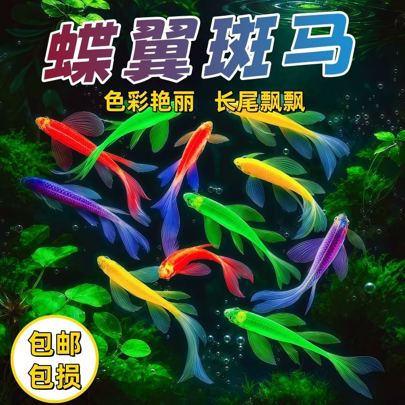 长尾蝶翼斑马鱼冷水翡翠龙凤七彩淡水小型观赏鱼热带鱼荧光好养