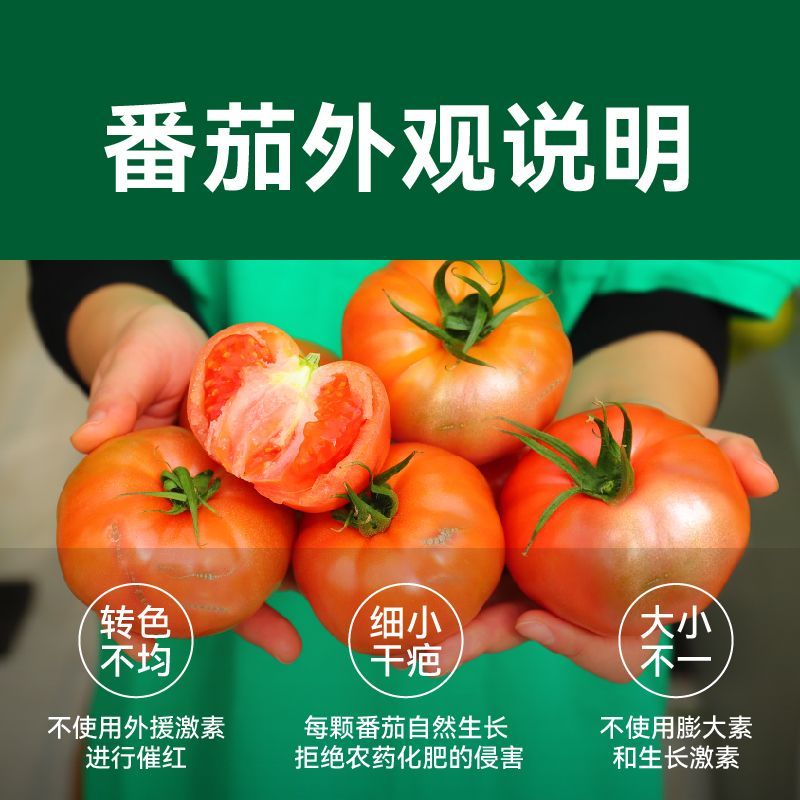 【绿行者】粉番茄4.5斤新鲜西红柿沙瓤生吃自然熟现摘鲜发彩箱 图片 5