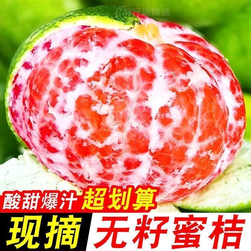 【产地直发】四川青皮无籽新鲜酸橘子蜜桔蜜橘桔子水果批发 图 5