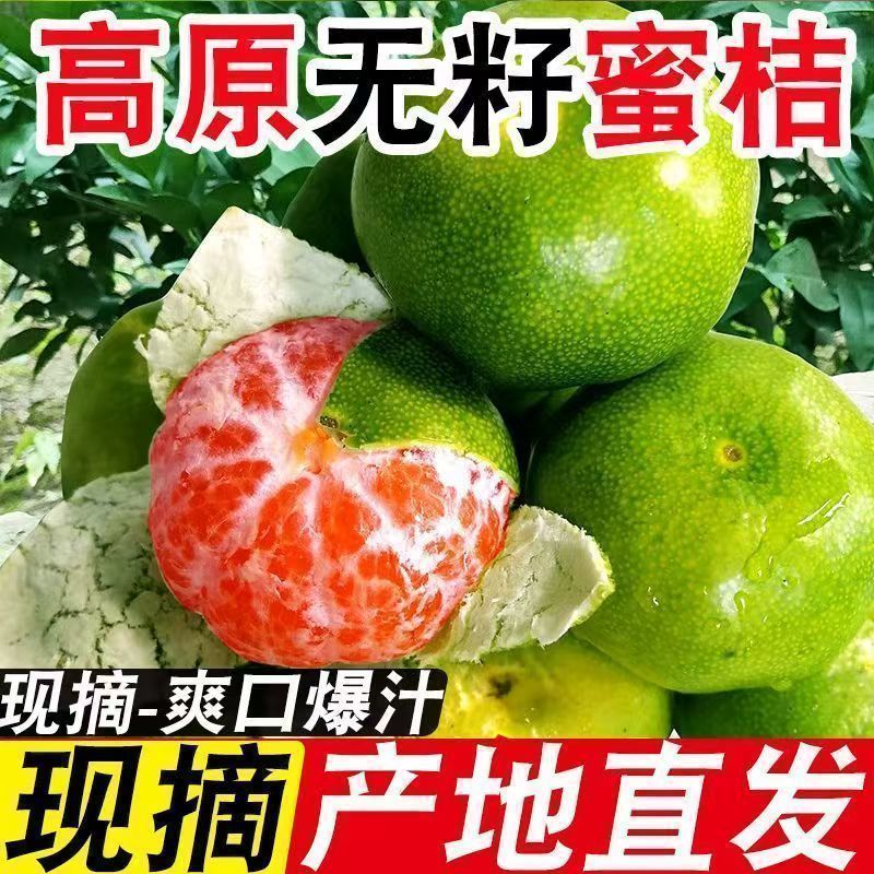 【产地直发】四川青皮无籽新鲜酸橘子蜜桔蜜橘桔子水果批发 图 2