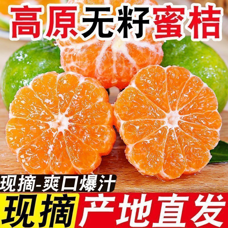【产地直发】四川青皮无籽新鲜酸橘子蜜桔蜜橘桔子水果批发 图 6