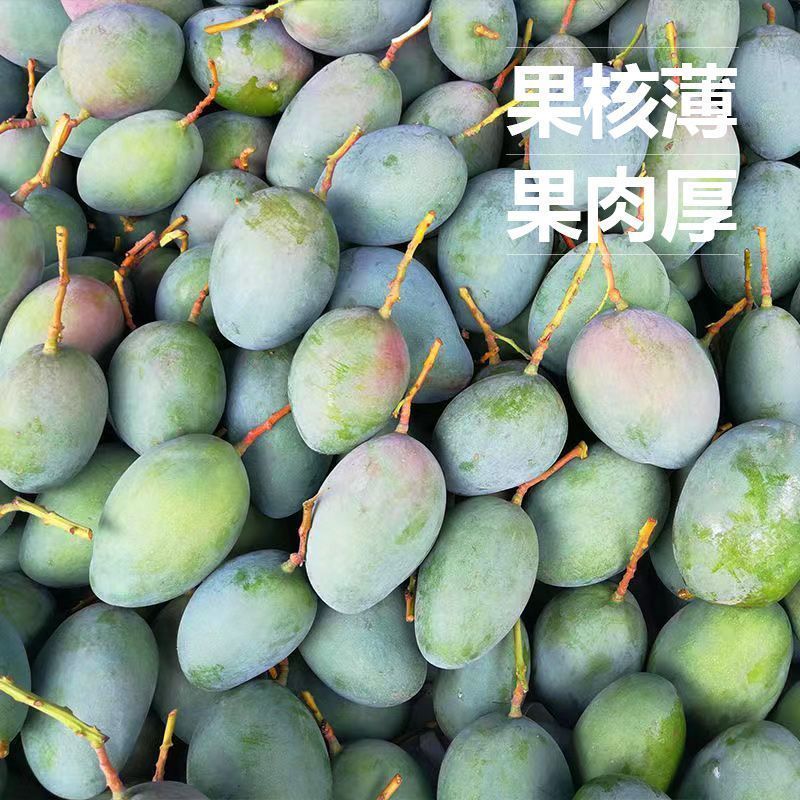 【礼盒装】正宗凯特芒果新鲜水果批发整箱非四川攀枝花大芒果10斤
