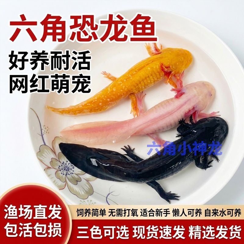 【包活】六角恐龙鱼6角蝾螈懒人鱼无需打氧好养耐活冷水鱼观赏鱼