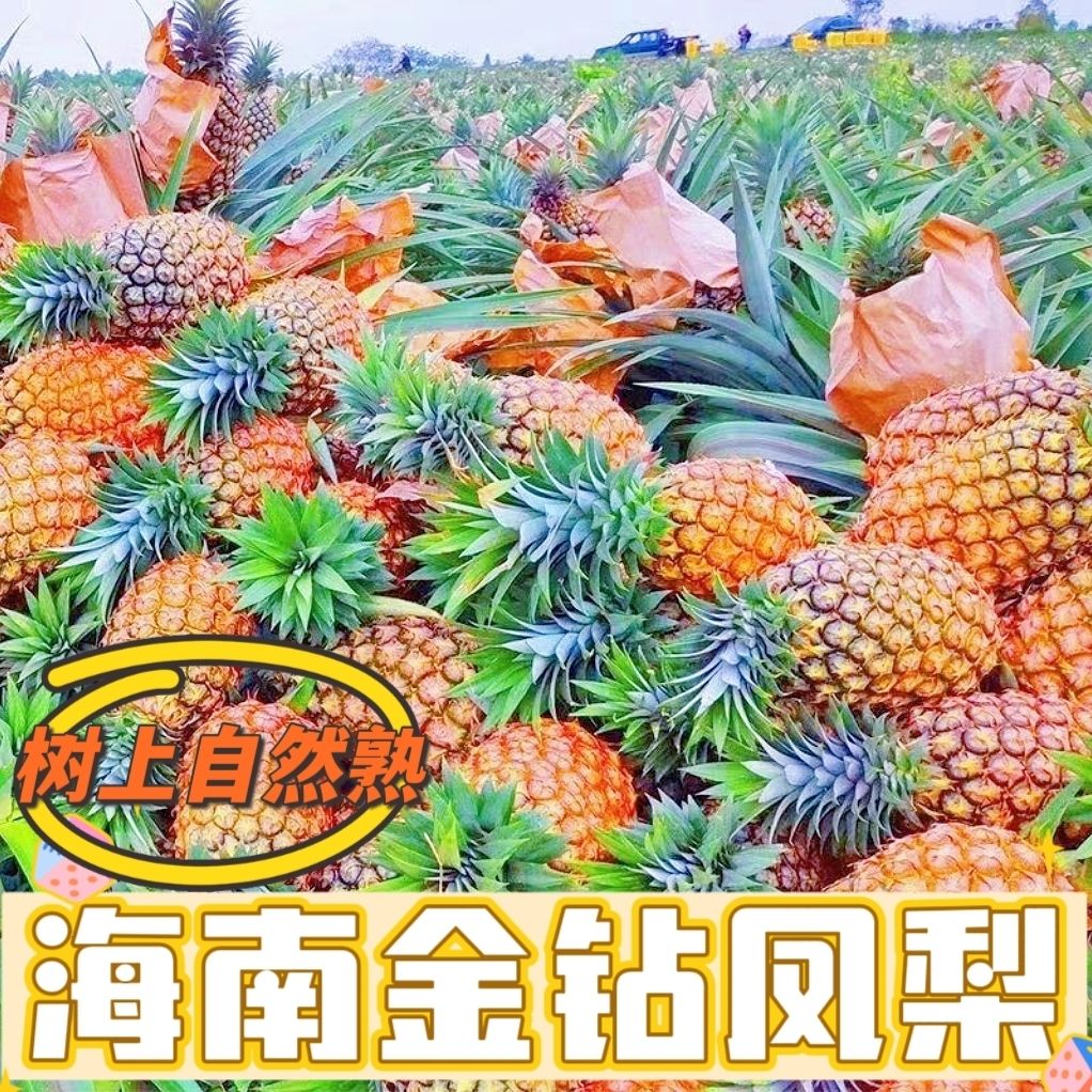 新鲜海南金钻凤梨皮薄多汁无需挖眼无需泡盐水手撕凤梨一整箱包邮