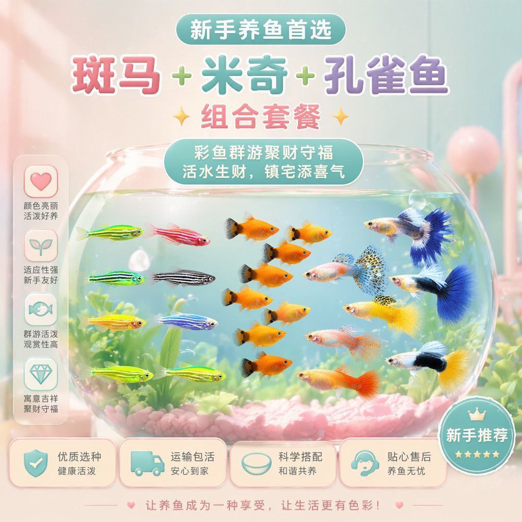 新手懒人好养热带鱼斑马孔雀米奇胎生组合套餐七彩观赏鱼全家
