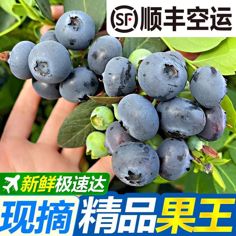 彩箱【顺丰空运】云南花香蓝莓大果王新鲜水果批发一整箱超大果王