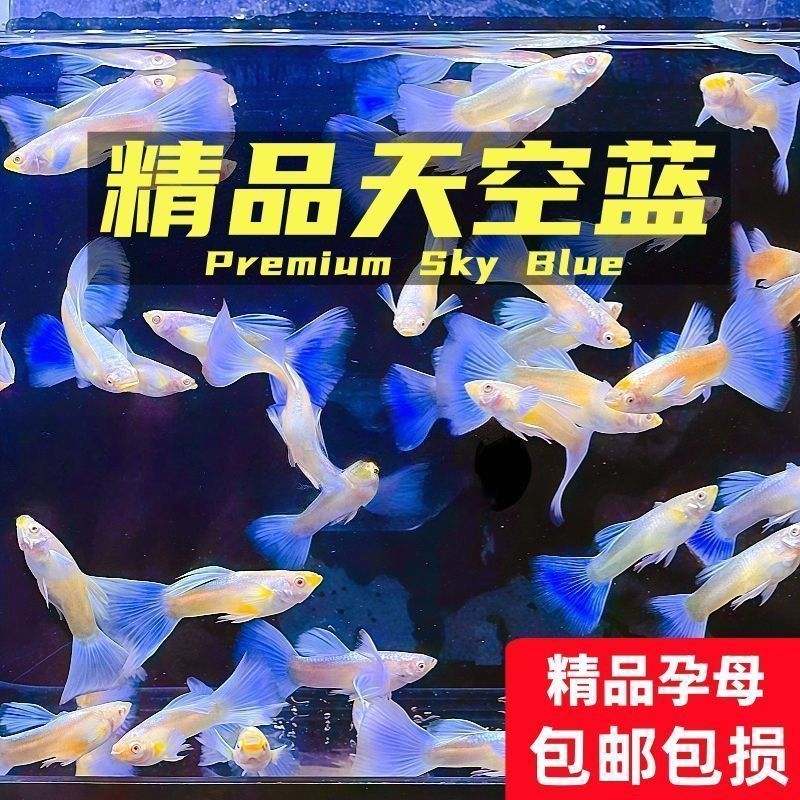 【纯种】天空蓝白孔雀鱼纯种大尾巴好养耐活小型观赏热带鱼凤尾鱼