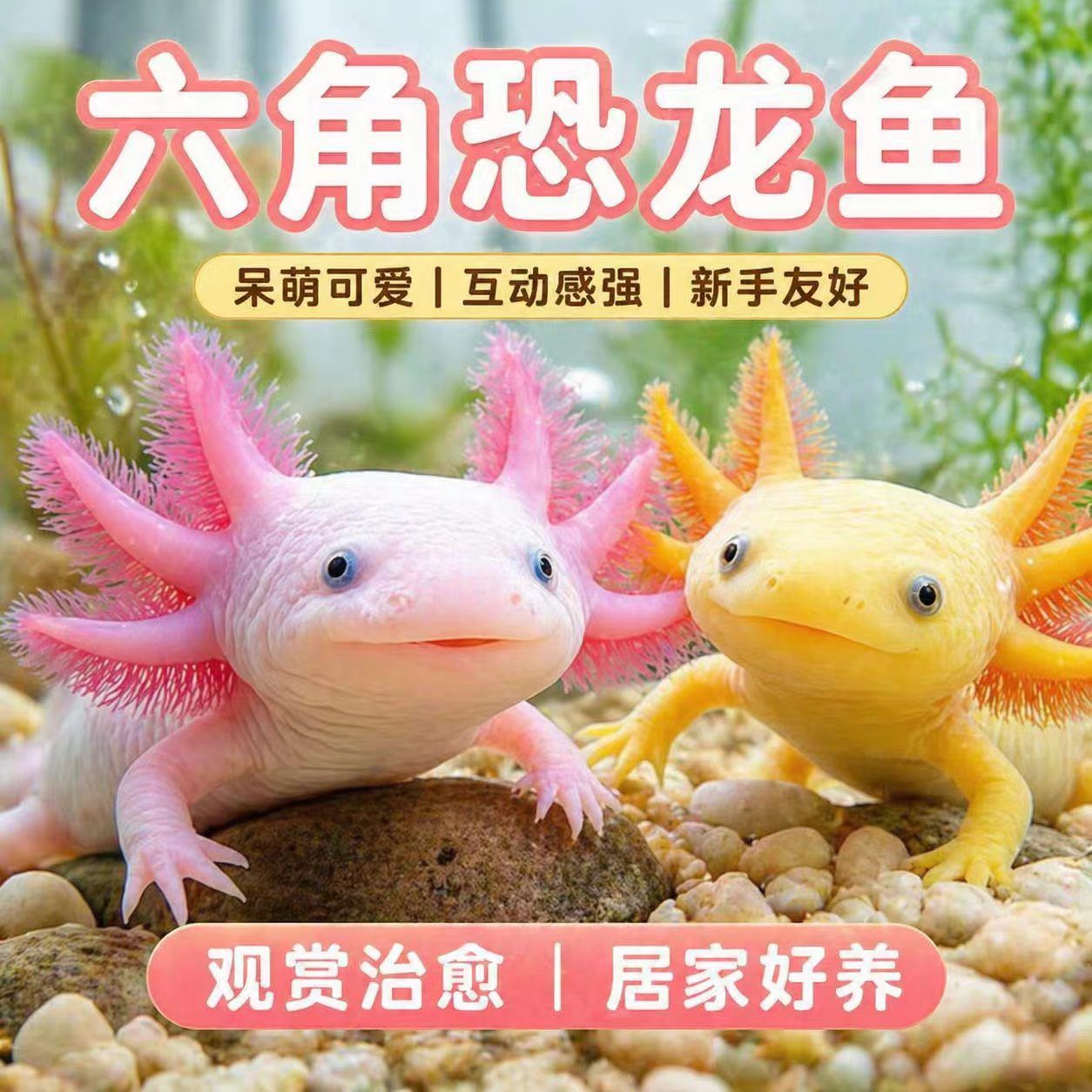 活体超萌六角恐龙鱼蝾螈懒人鱼无需打氧好养耐活冷水鱼观赏鱼