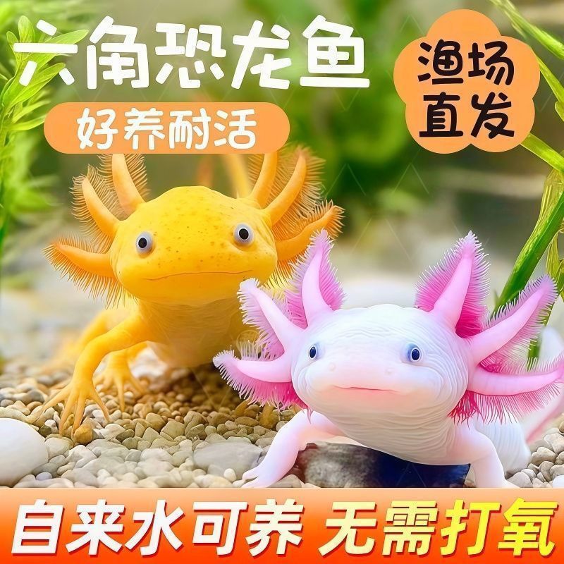 冷水六角恐龙观赏鱼自来水蝾螈淡水鱼金鱼宠物活鱼好养懒人耐活