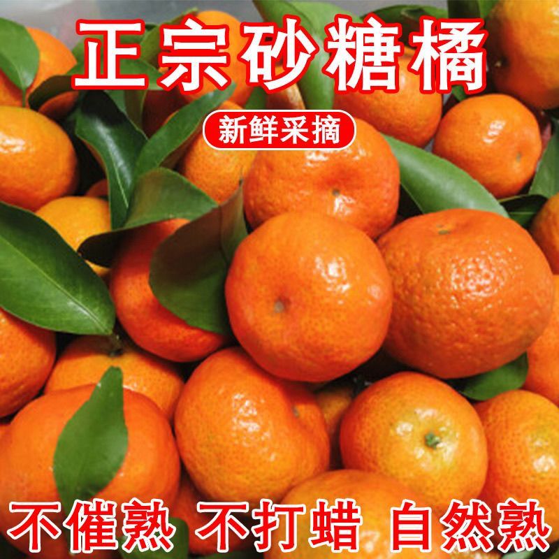 广西金秋沙糖桔带箱5斤 12.8元 - 线报酷