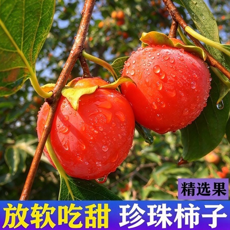 珍珠蜜柿子软甜柿子冰糖心火罐火晶柿子爆甜无核盒装网红新鲜水果