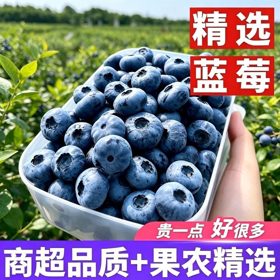 果农直发】大果蓝莓一斤装野生蓝梅干果特级新鲜蓝莓孕妇一级批发