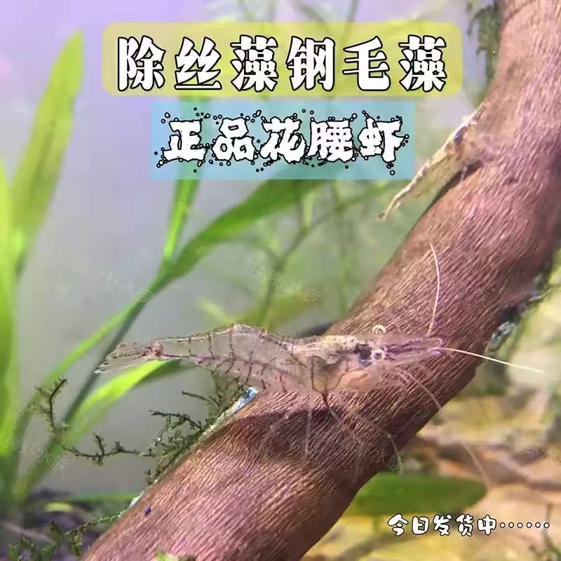 正宗花腰虾鱼缸除藻清洁耐低温冷水观赏工具虾中华小长臂活体龟粮