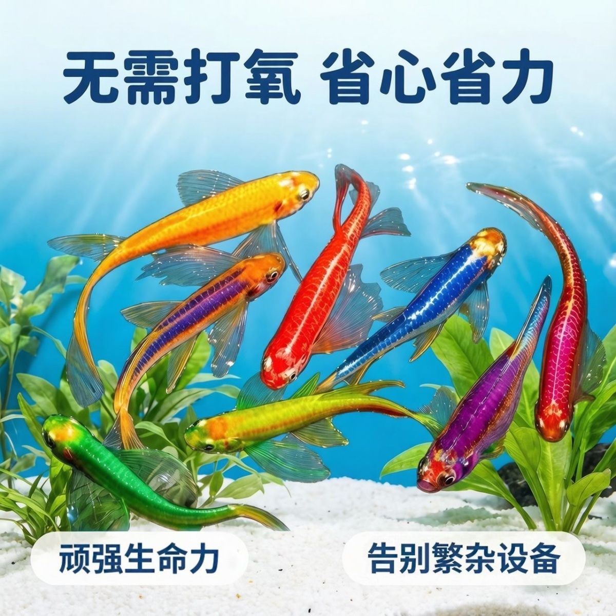 新手入门鱼大号长尾蝶翼斑马鱼冷水翡翠龙凤七彩小型观赏鱼荧光
