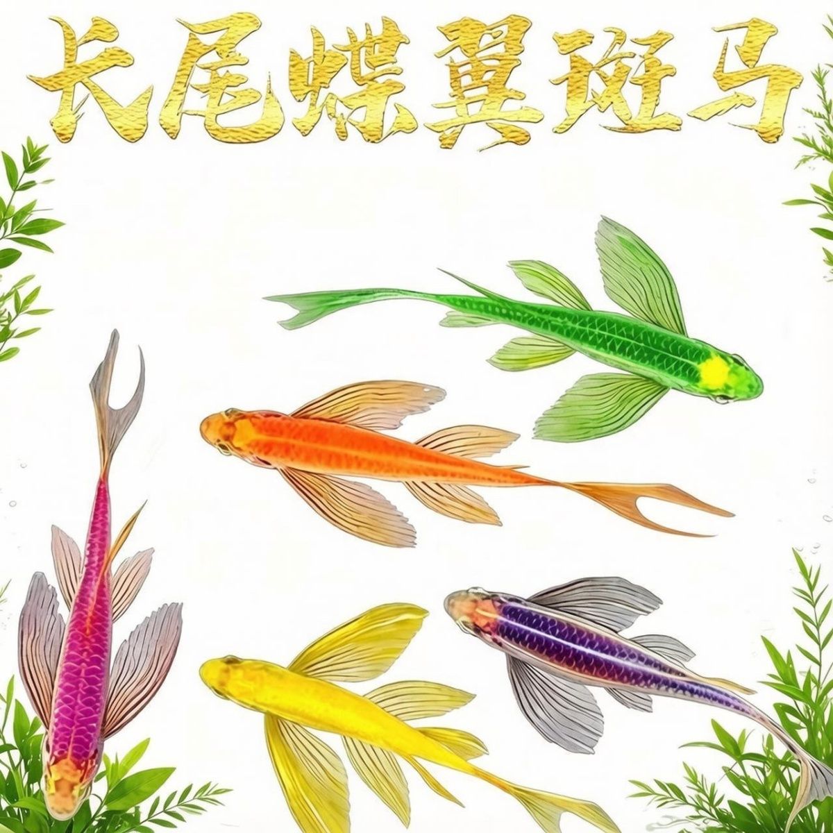 大号长尾蝶翼斑马鱼冷水翡翠龙凤七彩小型观赏鱼荧光活鱼好养养活【10月31日发完】