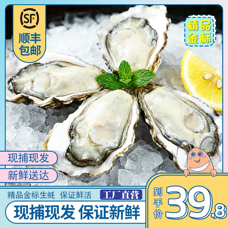 正宗精品生蚝牡蛎鲜活蚵仔烧烤太平洋野生海蛎子生蚝批发