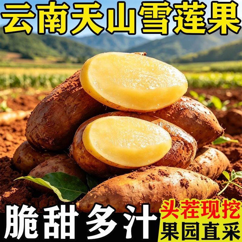 云南天山雪莲果黄心新鲜当季应季孕妇水果红心雪莲整箱包邮批发价