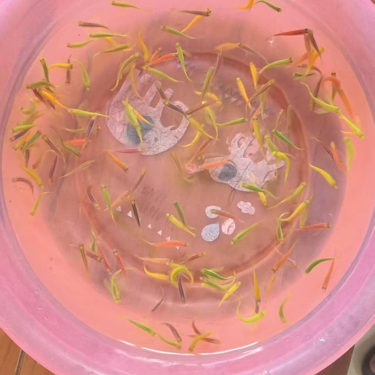 蝶翼翡翠长尾龙凤斑马鱼小型淡水热带观赏鱼热带鱼新手好养荧光