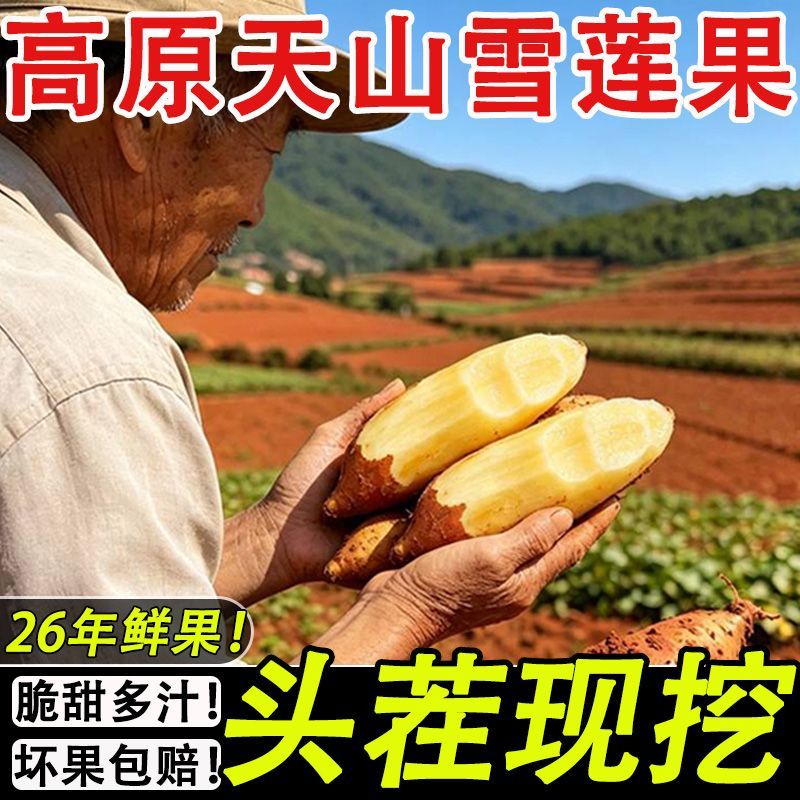 云南特级天山雪莲正宗黄心新鲜当季应季孕妇水果彩箱整箱批发低糖