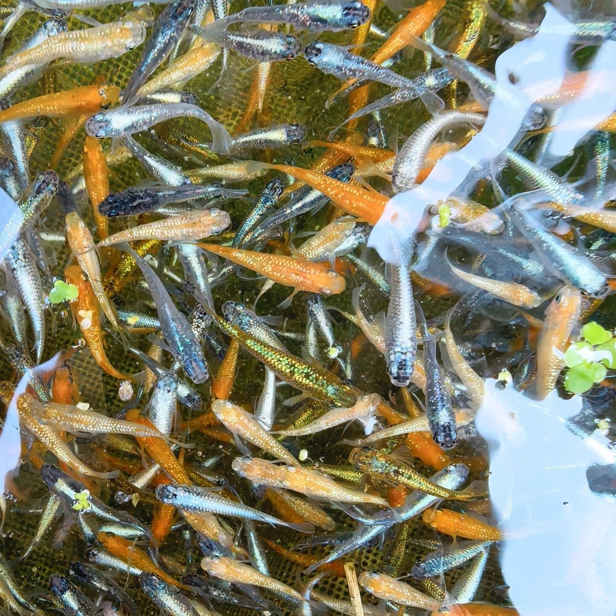 《每只都带星光》观背青鳉鱼多品种冷水鱼广温鱼除油膜观赏鱼四季