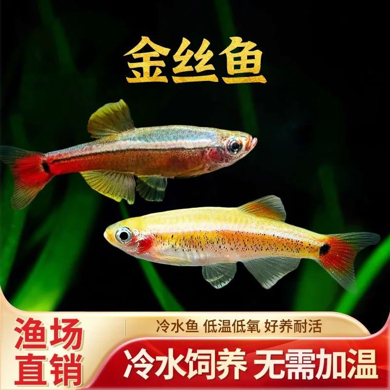 白云金丝鱼瑰丽金丝鱼大帆金丝草缸小型观赏鱼灯科鱼淡水鱼冷水鱼