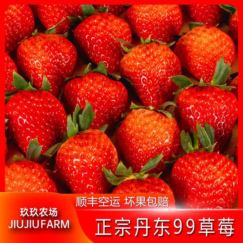 【玖玖农场】正宗丹东99草莓新鲜当季水果1.5斤20g起东港红颜草莓【15天内发货】