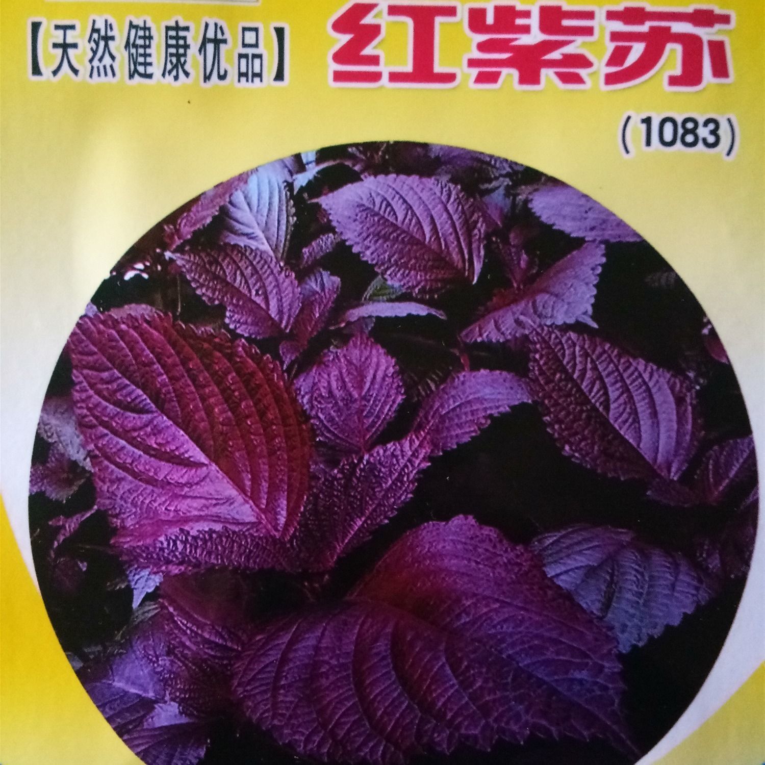 红紫苏种子紫叶苏调味料四季播种特菜野菜种高产易种蔬菜种子 虎窝拼