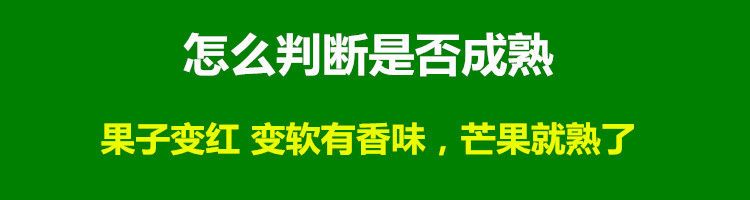 【中秋送礼精品礼盒9-10斤】四川攀枝花凯特芒果新鲜彩芒当季芒果批发水果新鲜芒果凯特芒包邮
