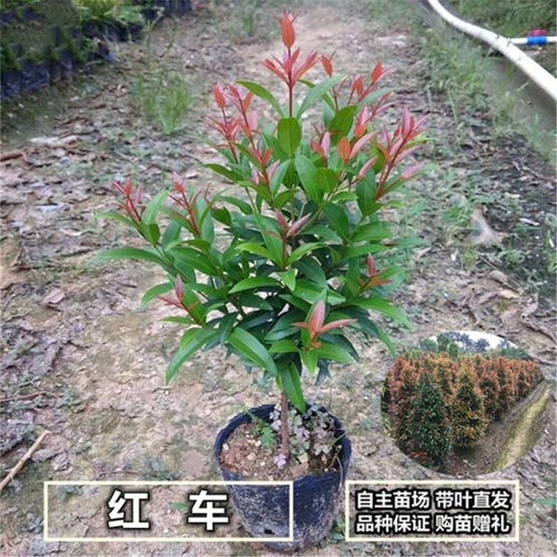 常绿盆栽红车木苗耐寒耐热绿植红枝蒲桃鸿运当头花苗庭院阳台绿化